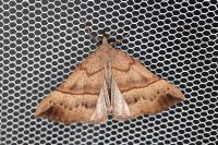 Hypena proboscidalis