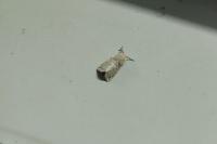 Spilosoma lubricipeda