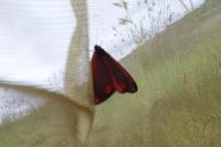 Tyria jacobaeae
