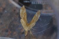 Cepphis advenaria