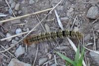 Lasiocampa quercus quercus