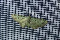 Pasiphila rectangulata