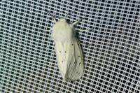 Spilosoma lubricipeda