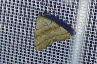 Herminia tarsicrinalis