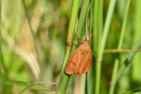 Diacrisia sannio