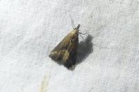 Schrankia costaestrigalis