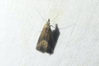 Schrankia costaestrigalis