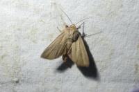 Mythimna pudorina
