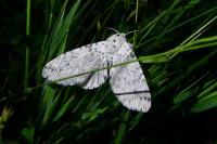 Cerura erminea