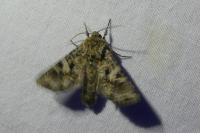 Hada plebeja