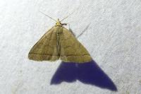 Herminia tarsipennalis
