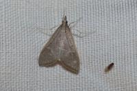 Mecyna asinalis