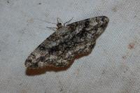 Peribatodes umbraria umbraria