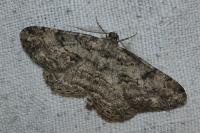 Peribatodes rhomboidaria rhomboidaria