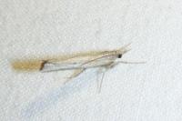 Pediasia contaminella