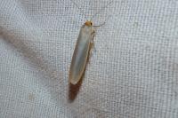 Manulea complana