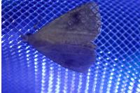 Rivula sericealis