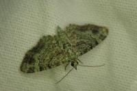 Pasiphila rectangulata