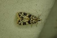 Eudonia delunella