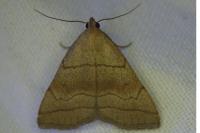 Herminia tarsicrinalis