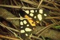 Arctia villica