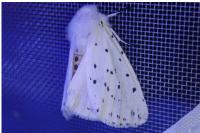 Spilosoma lubricipeda