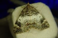 Dysstroma truncata