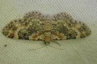 Eupithecia pulchellata