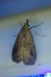 Schrankia costaestrigalis