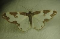 Lomaspilis marginata