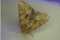 Oligia fasciuncula