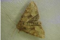 Oligia fasciuncula