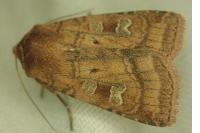 Diarsia rubi