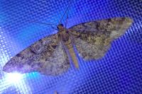 Parectropis similaria
