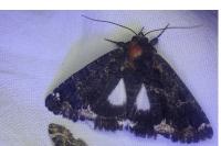 Catephia alchymista