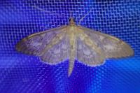 Anania lancealis