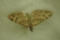 Gymnoscelis rufifasciata