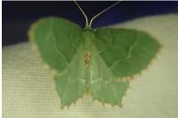 Hemithea aestivaria