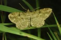 Peribatodes rhomboidaria rhomboidaria