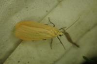Wittia sororcula
