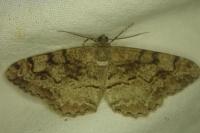 Alcis repandata