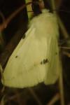 Spilarctia lutea