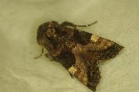 Euplexia lucipara