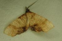Plagodis dolabraria