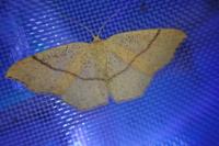 Cyclophora punctaria