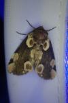 Thyatira batis