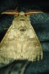 Calliteara pudibunda