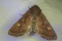 Lacanobia oleracea