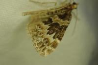 Electrophaes corylata