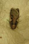 Xestia c-nigrum
